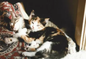 Image description